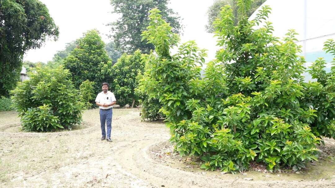 पूर्वी भारत के बागवानी क्षेत्र में एक बड़ी सफलता हासिल करते हुए डॉ. राजेन्द्र प्रसाद केन्द्रीय कृषि विश्वविद्यालय (आरपीसीएयू), पूसा के वैज्ञानिकों ने बिहार के जलोढ़ मैदानी इलाके में एवोकाडो (Persea americana) की सफल खेती और इसके पैकेज आफ़ प्रैक्टिस को विकसित करने में सफलता हासिल की है ।
आईसीएआर-अखिल भारतीय समन्वित अनुसंधान परियोजना (एआईसीआरपी) फल के तहत यह उपलब्धि हासिल किया गया है। इससे पहले यह माना जाता था कि ‘बटर फ्रूट’ के नाम से प्रसिद्ध यह विदेशी फल एवेकाडो केवल कर्नाटक के कुर्ग या तमिलनाडु के कोडाइकनाल जैसे पहाड़ी क्षेत्रों में ही उग सकता है।