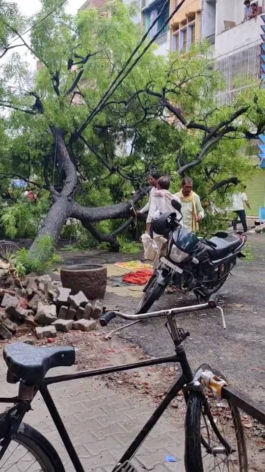 # LIVE मिर्जापुर के #गणेशगंज में #गिरा नीम का #पेड़ देर रात से विद्युत आपूर्ति बाधित.....