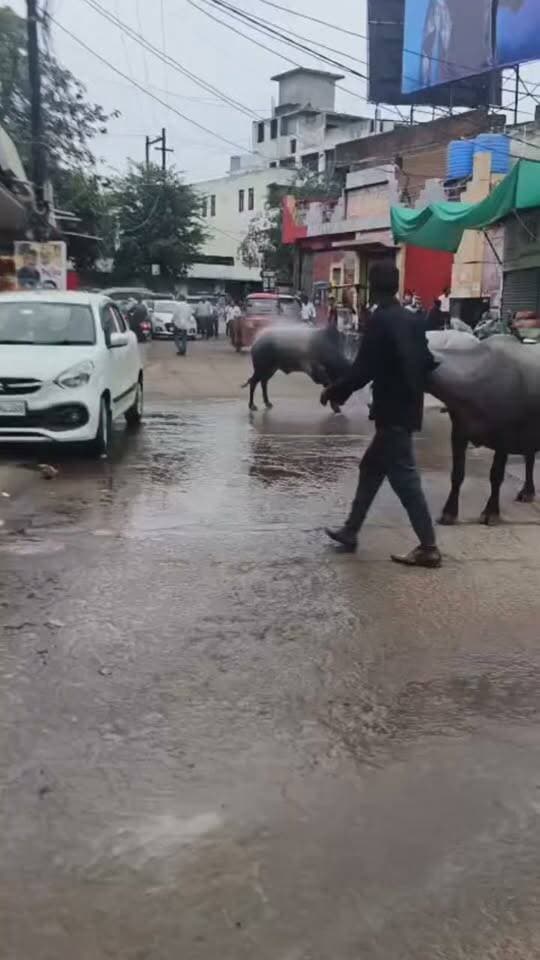 छतरपुर के बस स्टैंड पर आवारा सांडों का आतंक..राहगीरो में मची अफरा तफरी,एक सांड ने दूसरे को किया लहू लुहान... वीडियो हुआ वायरल