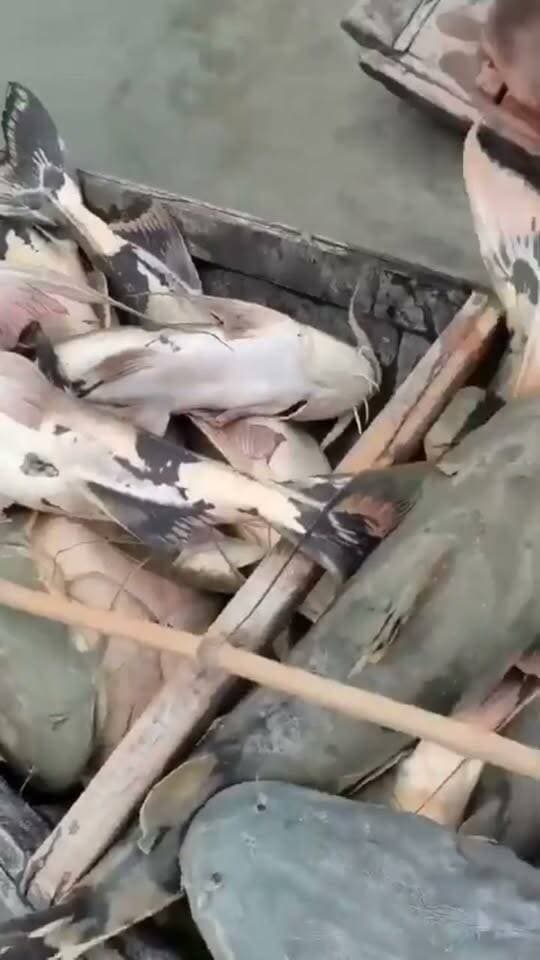 📍बिहार में बाढ़ के पानी के साथ पहुंची अज्ञात मछलियां, नेपाल की ओर से बाढ़ के पानी के साथ बिहार पहुंची असामान्य मछलियां
ऐसी मछलियों के सेवन से लोगों के बीमार पड़ने की सूचना के बाद मत्स्य विभाग ने जारी की विशेष एडवाइजरी।
अज्ञात या असामान्य दिखने वाली मछलियों का सेवन न करें।
बाढ़ के पानी से पकड़ी गई मछलियों को खरीदने-बेचने या खाने से बचें।
बिना पहचान और संबंधित विभाग की पुष्टि के किसी भी मछली को खाने योग्य न मानें।
मछली खाने के बाद उल्टी, दस्त, पेट दर्द, चक्कर या सांस लेने में परेशानी जैसे लक्षण दिखें तो तुरंत अस्पताल पहुंचने की अपील।