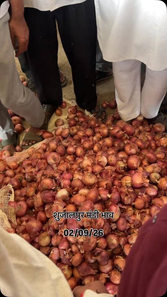 शुजालपुर मंडी भाव