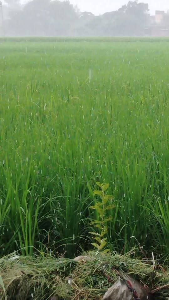 यमुनानगर के एरिया में तेज बरसात
