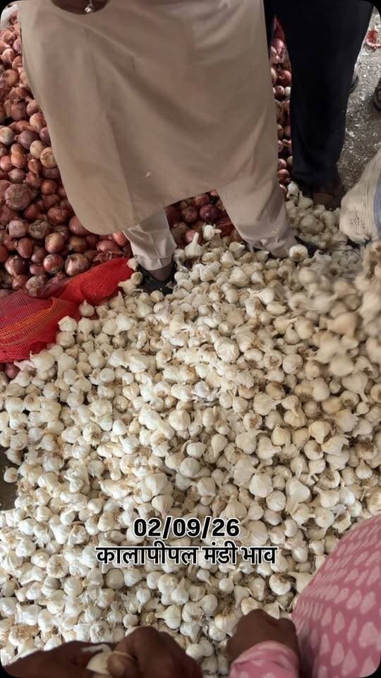 02/09/26
कालापीपल मंडी भाव