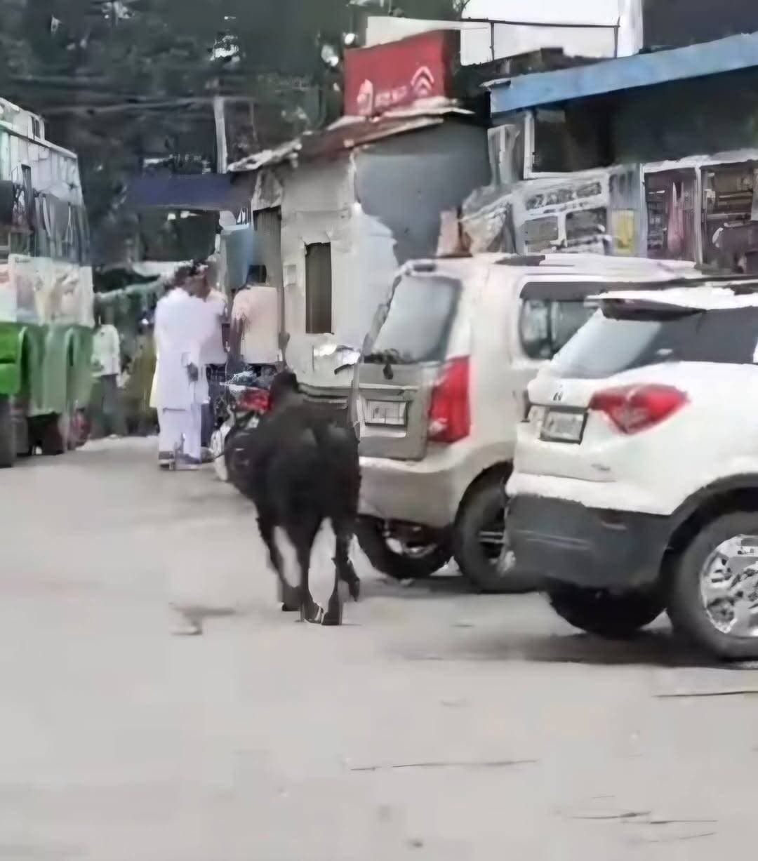 कांगड़ा: नगरोटा बंगवा में एक और रेबीज से ग्रस्त बैल का किया जा रहा रेस्क्यू , जानकारी के अनुसार बैल ने सात लोगों को किया हिट जिनमें 2 टांडा हुए रेफर ।
#kangra #nagrotabagwan #rescue #animals