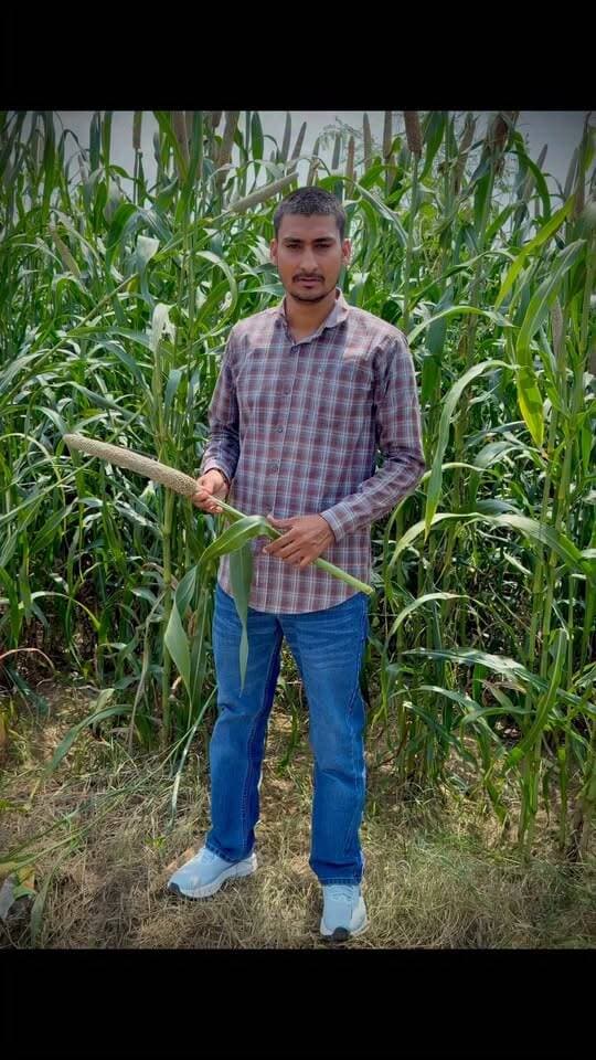 बाजरे की 333 वेरायटी 22 से 25 मन तक पैदावार #reel #Facebook #बाजरा