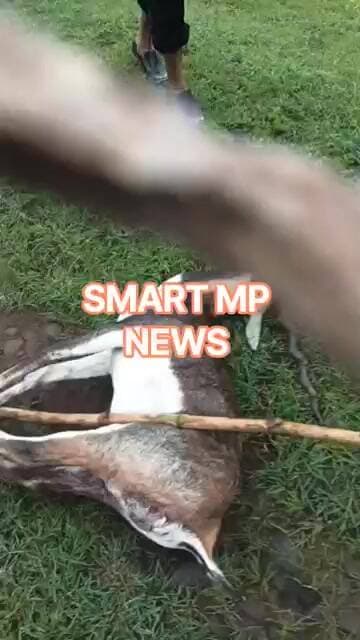 केसली के मुहली ग्राम में मिली हिरण की लाश,गोली लगने की आशंका#sagar #smartmpnews #shorts