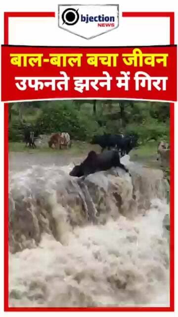 बाल-बाल बचा जीवन: उफनती नदी में गिरे जानवर की अद्भुत और साहसिक वापसी।