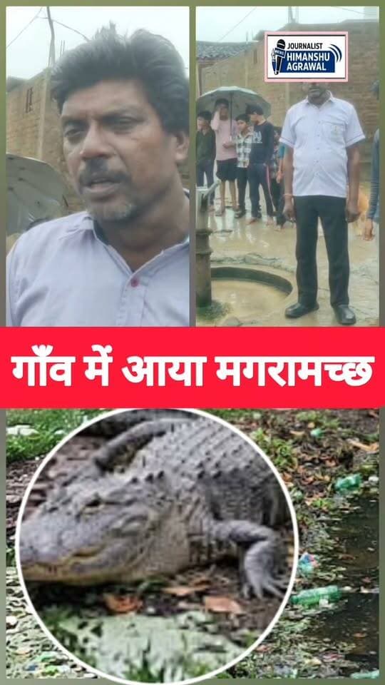 छतरपुर में केन नदी के उफान से गांव में घुसा मगरमच्छ, ग्रामीणों में दहशत
छतरपुर के आस पास जिलों में जारी भारी बारिश के कारण केन नदी का जलस्तर तेजी से बढ़ गया है। नदी का पानी रिहायशी इलाकों की तरफ आने से शिकारी मगरमच्छ भी ग्रामीणों की बस्तियों के करीब पहुंचने लगे हैं।हाल ही में धमना गांव के बीचों-बीच बने तालाब में एक विशाल मगरमच्छ देखे जाने से अफरा-तफरी का माहौल बन गया है।मगरमच्छ की इस दस्तक से ग्रामीणों और उनके पालतु मवेशियों की जान पर गंभीर संकट मंडरा रहा है।ग्रामीणों का आरोप है कि पन्ना टाइगर रिजर्व की चंद्रनगर रेंज को सूचित किए जाने के बाद भी वन विभाग लापरवाह बना हुआ है। किसी बड़े हादसे या अनहोनी से पहले ग्रामीणों ने प्रशासन से तत्काल मगरमच्छ का रेस्क्यू कराकर उसे सुरक्षित स्थान पर भेजने की मांग की है।
हिमांशु अग्रवाल
छतरपुर