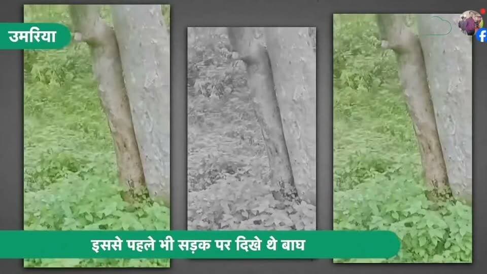 सड़क में आया बाघ...
