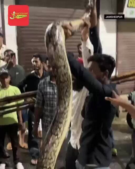 जमशेदपुर में सड़क पर उतरा 9 फीट का अजगर, लोगों में मची सेल्फी की होड़ !