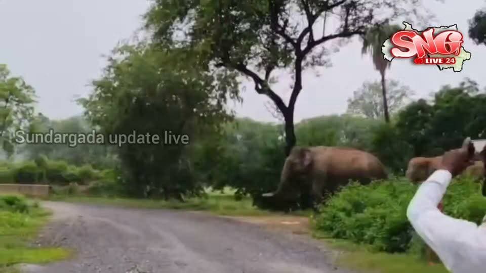 ୪୬ ହାତୀଙ୍କ ଚଳପ୍ରଚଳ ! 🐘🚨
ରାତି ହେଲେ ଗାଁମୁହାଁ ହାତୀପଲ, ଚିନ୍ତାରେ ଚାଷୀ।
#Sundargarh #Badgaon #ElephantHerd #ElephantAlert #HumanElephantConflict #ElephantAttack #WildElephants #ForestDepartment #OdishaNews #SundargarhNews #Odisha #Wildlife #ElephantNews #BreakingNews #LocalNews #SundargarhUpdatesLive