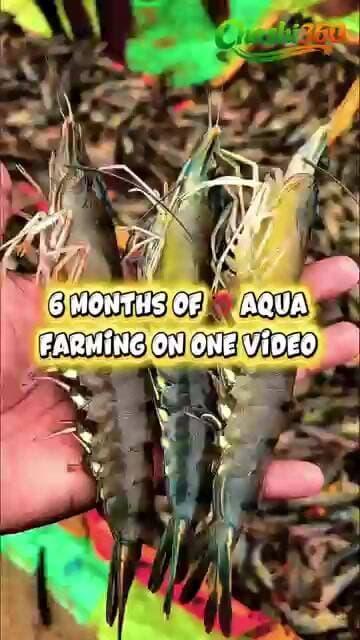 🔥 Huge Shrimp Harvest 🦐 | 6 Months Aqua Farming Journey | Shrimp Farming #Shorts #chashi360