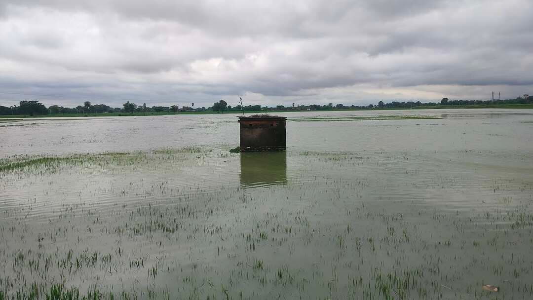 सोन नदी की बाढ़ ने बढ़ाई किसानों की चिंता, सैकड़ों एकड़ धान की फसल पानी में डूबी
नौहट्टा प्रखंड क्षेत्र में सोन नदी में आई बाढ़ और पहाड़ी क्षेत्रों से लगातार आ रहे पानी ने किसानों की मुश्किलें बढ़ा दी हैं। बेलौंजा, दारानगर, भदारा, बान्दू, नौहट्टा, यदुनाथपुर समेत दर्जनों गांवों एवं सोन डीला क्षेत्र में सैकड़ों एकड़ में लगी धान की फसल जलजमाव के कारण डूब गई है।
हालांकि सोन नदी का जलस्तर धीरे-धीरे कम हो रहा है, लेकिन नदी में अधिक पानी होने के कारण पहाड़ी पानी की निकासी बाधित है। लगातार हो रही बारिश से खेतों और सड़कों पर जलजमाव की स्थिति बनी हुई है।
किसानों का कहना है कि कड़ी मेहनत और भारी खर्च के बाद धान की रोपाई की गई थी, लेकिन पिछले कई दिनों से खेतों में पानी जमा रहने से फसल बर्बाद होने की आशंका बढ़ गई है।
वहीं सोन डीला में रहने वाले पशुपालक और कृषि कार्य से जुड़े लोगों को नाव परिचालन बंद होने से आवागमन और जरूरी सामान पहुंचाने में भारी परेशानी हो रही है।
प्रशासन से किसानों और प्रभावित ग्रामीणों को राहत पहुंचाने तथा जल निकासी की व्यवस्था करने की मांग की जा रही है।
#SonRiver #Flood #Nohatta #Rohtas #Bihar #FloodSituation #Farmers #PaddyCrop #धान_की_फसल #किसान #बाढ़ #सोन_नदी #नौहट्टा #रोहतास #बिहार #जलजमाव #BreakingNews #ApnaRohtas