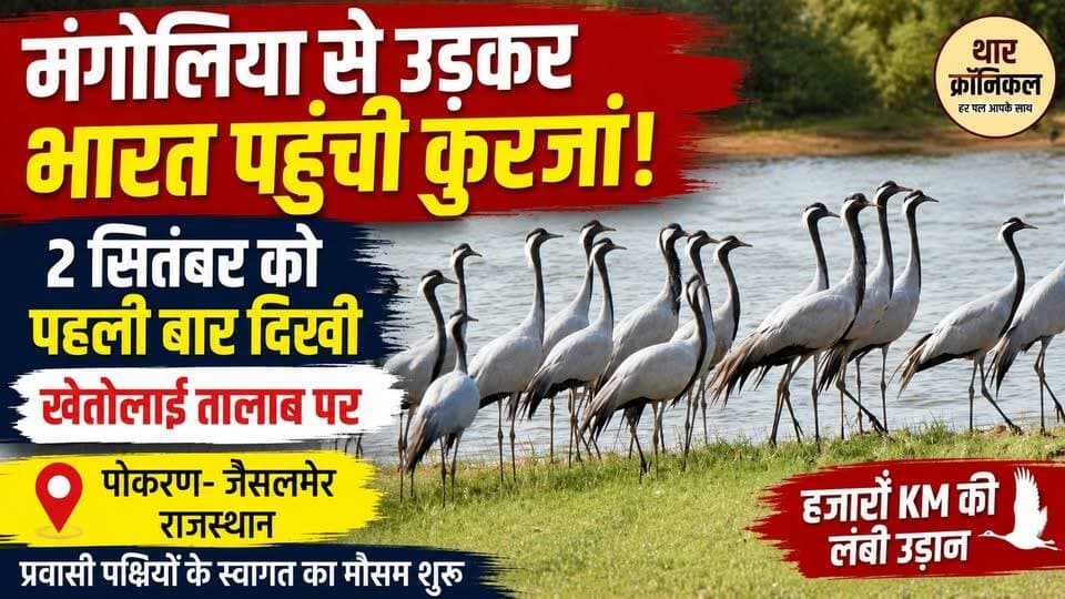 मंगोलिया से हजारों KM उड़कर राजस्थान पहुंची कुरजां 🐦 | 2 सितंबर को खेतोलाई तालाब पर पहली बार दिखी
#DemoiselleCrane #Kurjan #KurjanInRajasthan #RajasthanBirds #MigratoryBirds #MongoliaToIndia #Khetolai #Pokaran #Jaisalmer #WesternRajasthan #BirdMigration #BirdWatching #RajasthanNews #TharChronicle #WildlifeRajasthan