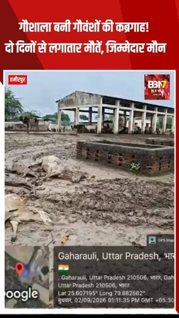 Hamirpur News | गौशाला बनी गौवंशों की कब्रगाह? दो दिनों से लगातार मौतें, जिम्मेदारों पर उठे सवाल