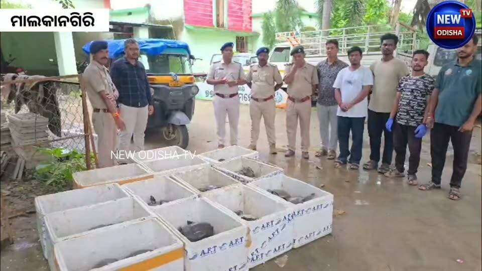 ୧୫୫ଟି ଜୀବନ୍ତ ଫ୍ଲାପ-ସେଲ୍ କଇଁଛ ସହିତ ଅଟୋ ଜବତ,ଅଭିଯୁକ୍ତ ଫେରାର୍!
ମାଲକାନଗିରି : ବନଖଣ୍ଡ ପକ୍ଷରୁ ବନ୍ୟପ୍ରାଣୀ ଚୋରା ଚାଲାଣ ବିରୋଧରେ ଏକ ବଡ଼ ଧରଣର ସଫଳତା ମିଳିଛି।
#flapshelled
#turtles
#seizure
#malkangiriforest
#malkangirinews
#turtleseizure
#malkangiri
#Odisha
#newodishatv