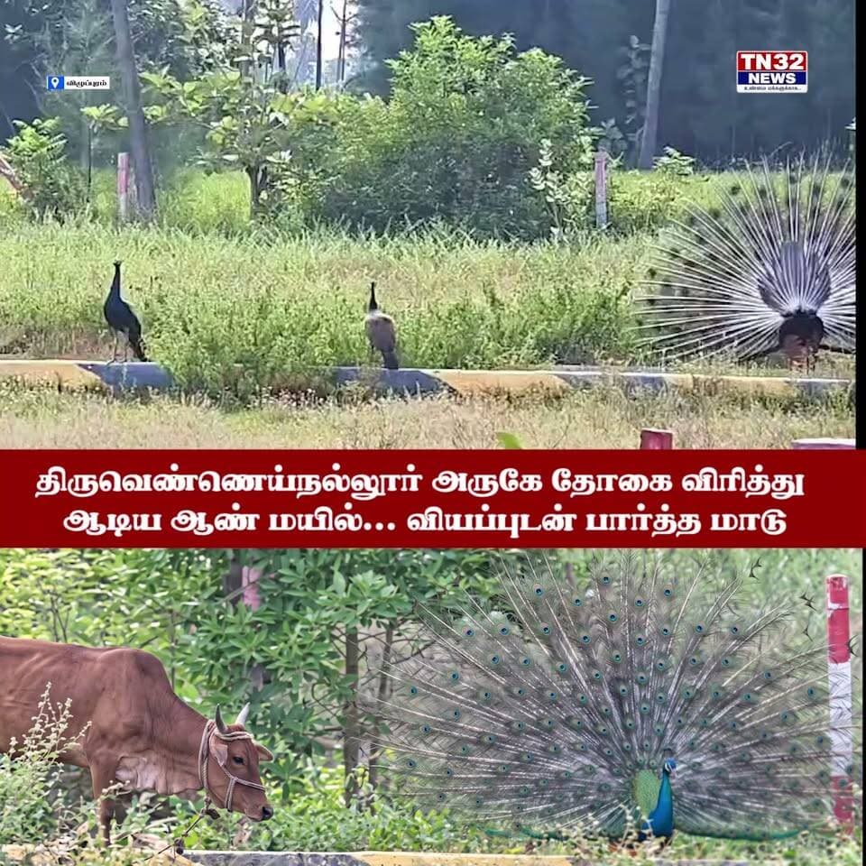 திருவெண்ணெய்நல்லூர் அருகே தோகை விரித்து ஆடிய ஆண் மயில்... வியப்புடன் பார்த்த மாடு! 🦚🐄
விழுப்புரம் மாவட்டம், திருவெண்ணெய்நல்லூர் – எல்லீஸ்சத்திரம் சாலையில், விவசாய நிலத்தின் ஓரத்தில் ஆண் மயில் ஒன்று தனது வண்ணமயமான தோகையை விரித்து அழகாக ஆடிய காட்சி பொதுமக்களின் கவனத்தை ஈர்த்தது.
தோகையை விரித்து மயில் அழகாக ஆடிக்கொண்டிருந்த நிலையில், அருகில் மேய்ந்து கொண்டிருந்த மாடு ஒன்று, மயிலின் ஆட்டத்தை வியப்புடன் பார்த்துக் கொண்டிருந்தது.
இயற்கையின் அழகை பிரதிபலிக்கும் வகையில் அமைந்த இந்தக் காட்சி, அப்பகுதியில் சென்றவர்களை வெகுவாக கவர்ந்தது.#news32#rajthanthi