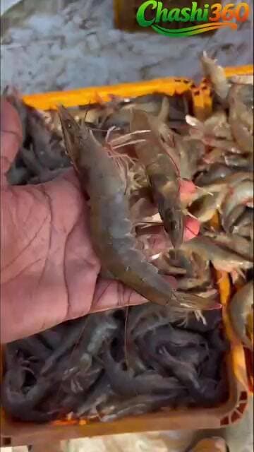 prawn business in india #chashi360 #fishfarming