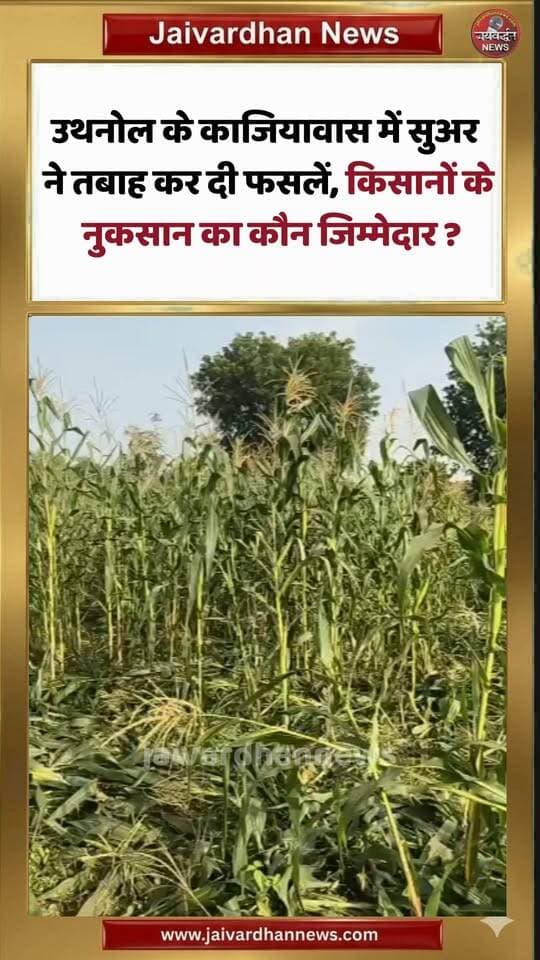 उथनोल के काजियावास में सुअर ने तबाह कर दी फसलें, किसानों के नुकसान का कौन जिम्मेदार ? #rajsamandnews #wildboarattack