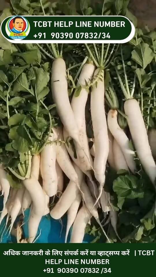 🌱 **बिना यूरिया और DAP के 500 ग्राम तक वजन वाली स्वादिष्ट मूली!** 🥕
TCBT तकनीक से ऐसी **स्वस्थ, स्वादिष्ट और वजनदार मूली** का उत्पादन सहज रूप से संभव है। 🌿
प्राकृतिक खेती में बेहतर उत्पादन और स्वस्थ फसल के लिए **TCBT विधि** को जानें और अपनाएँ।
📞 **Customer Care:** +91 90390 07832
🌐 **Website:** https://tcbtjaivikkisan.com
📱 **TCBT App:** https://play.google.com/store/apps/details?id=com.tcbt.myapp
🛒 **TCBT Products:** https://products.tcbtjaivikkisan.com
▶️ **YouTube:** https://youtube.com/@TarachandBelji
🌿 **स्वस्थ जड़ें • स्वस्थ मिट्टी • बेहतर उत्पादन**
#TCBT #tarachandbeljitechnique #jaivikkisan #naturalfarming #organicfarming #RadishFarming #मूलीकीखेती #मूली #प्राकृतिकखेती #जैविकखेती #naturalagriculture #ChemicalFreeFarming #SustainableFarming #किसान #कृषि #खेती
