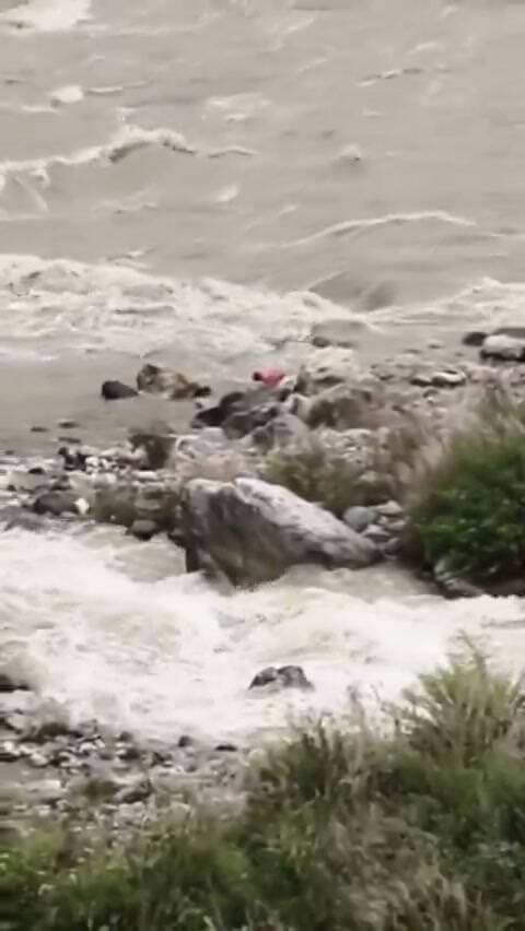 रुद्रप्रयाग के घोलतीर से इंसानियत को शर्मसार करने वाला वीडियो सामने आया है।
वीडियो में एक व्यक्ति पहले एक कुत्ते को नदी में फेंकता दिखाई दे रहा है। इसके बाद वह नदी में पड़े बड़े-बड़े पत्थरों से कुत्ते पर हमला करता नजर आता है। हैरानी की बात यह है कि इस पूरी घटना के दौरान एक अन्य व्यक्ति मौके पर मौजूद रहकर इसका वीडियो बनाता रहा।