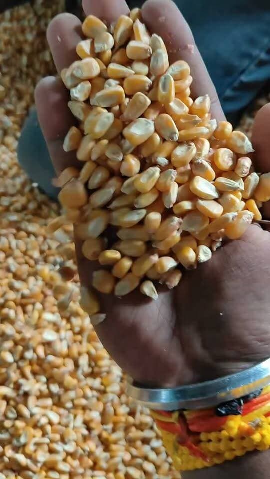 आज धामनोद मंडी में सूकी मक्का का भाव 2679 रुपए रहा...
गीली और सूकी मक्का में भाव अच्छे...
03 सितंबर 2026
Dhamnod Mandi Bhav
.
.
.
.
.
.
.
.
.
.
.
.
.
.
.
.
.
.
.
#dhamnodmandibhav #makkakabhav #makkamandibhav #makkarates #mandinews