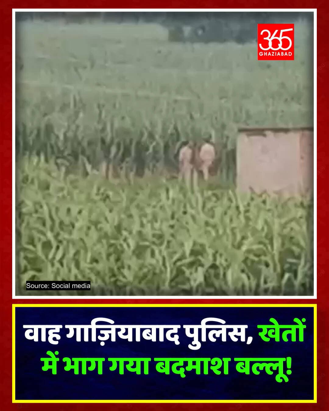 गाज़ियाबाद - हाथों में थी हथकड़ी, भागा बदमाश बल्लू!
गाजियाबाद के देहात क्षेत्र से बड़ी खबर! थाने से हथकड़ी लगा बदमाश बल्लू अचानक फरार हो गया। पुलिस मुस्तैदी से खेतों में उतरकर सर्च ऑपरेशन चला रही है। जानिए पूरी अपडेट।
Ghaziabad News, Ballu Badmash, Ghaziabad Police, Escaped Criminal, UP Crime News, Police Search Operation, Breaking News UP, Crime Updates