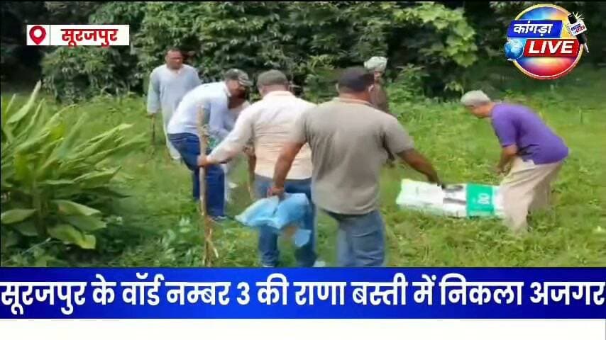 ढलियारा के सूरजपुर में अजगर #कांगड़ालाइव #dehra