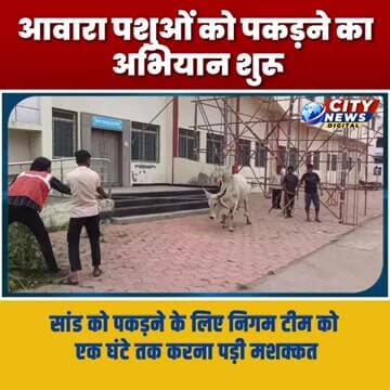 आवारा पशुओं को पकड़ने का अभियान शुरू, सांड को पकड़ने के लिए निगम टीम को एक घंटे तक करना पड़ी मशक्कत