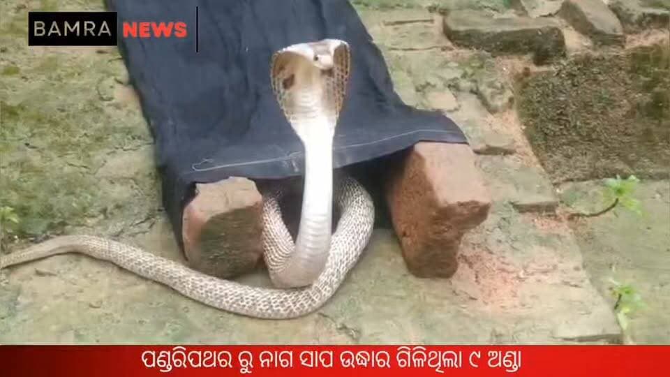 ବାମରା ପଣ୍ଡରିପଥର ଠାରୁ ବିଶାଳ କାୟ ନାଗ ସାପ ଉଦ୍ଧାର
#Bamra # Sambalpur #Odisha #SnakeRescue #CobraRescue #SnakeRescueOperation #Bamra #Pandripathar #PinkyKarsel #SarpaMitra #WildlifeRescue #Cobra #SnakeAlert #OdishaNews #LocalNews #SambalpurNews #WildlifeProtection