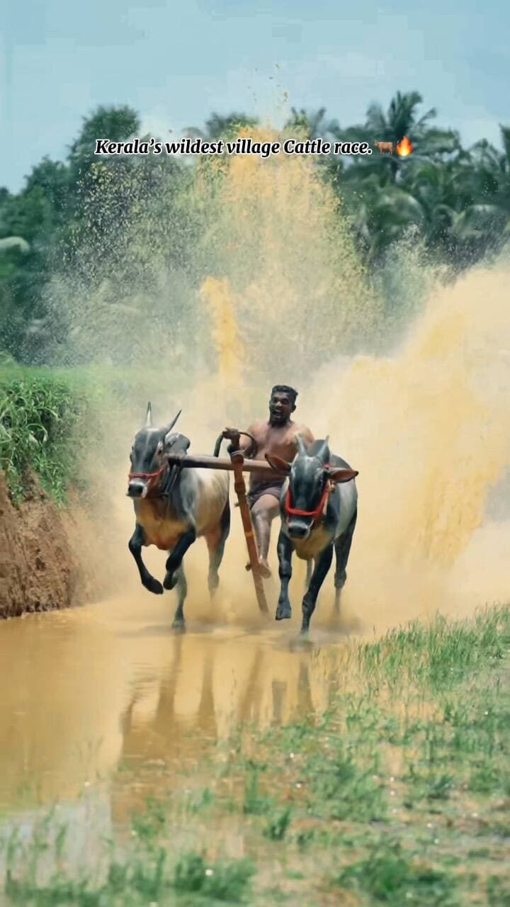 Kerala’s wildest village tradition 🐂🔥
Not just a race — it’s speed, strength, and centuries-old tradition coming alive!
The crowd, the energy, the roar… Kerala knows how to turn a village race into a festival. ❤️🌴
Would you dare to watch this from the front row? 👀🔥
#kerala #cattlerace #reels #trending #keralatourism