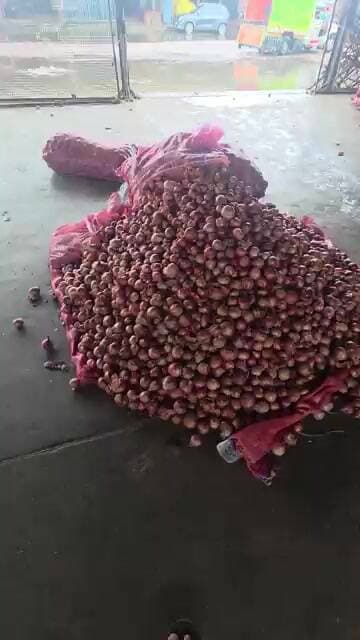 झमाझम बारिश के बाद प्याज़ के भाव मे आया तेजी का तूफान रसोइयो का बजट बिगड़ा #pyajkabhav #farming