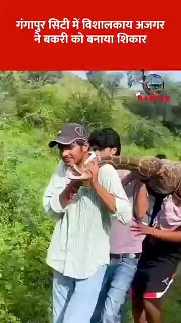 गंगापुर सिटी में विशालकाय अजगर ने बकरी को बनाया शिकार 🐍