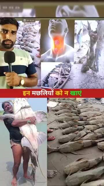 इन मछलियों को न खाएं #bihar #Fish #nepal #today