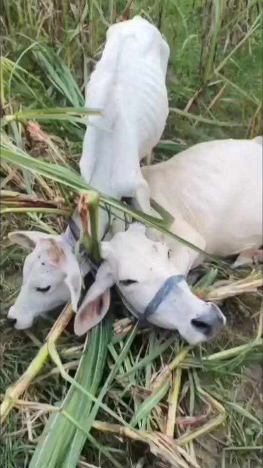 दो बेजुबान पशुओं के हाथ-पैर बांधकर खेत में फेंका: बजरंग दल और खेत मालिक ने भीरा पुलिस को दी तहरीर
#बेजुबानपशु #पशुक्रूरता #भीरा #लखीमपुरखीरी #बजरंगदल #पुलिसशिकायत #तहरीर #पशुसुरक्षा #ग्रामीणक्षेत्र #LakhimpurKheri #Bheera #AnimalCruelty #AnimalProtection #UPNews #BreakingNews