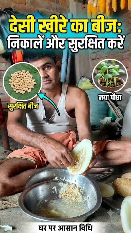 देसी खीरे का बीज घर पर निकालकर सुरक्षित किया जा रहा है। 🌱 #देसी #खीरा #बीज #संग्रह #farminglifetrending_reels_💸kisan_desi🧒_👳❤️ Yogendra Prajapati