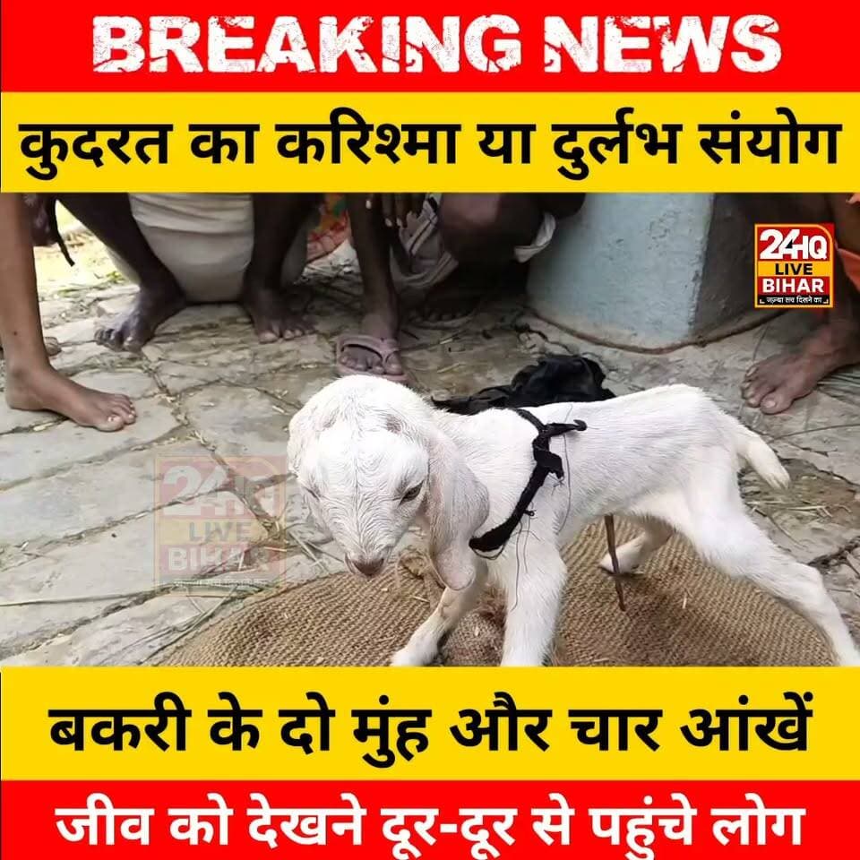 #कुदरत का #करिश्मा या दुर्लभ संयोग? #सीतामढ़ी के #रीगा में #दो #मुंह और चार #आंखों वाले मेमने का जन्म, देखने उमड़ी भारी भीड़... ..
#SAROJRAJA #SACHTALKS #TODAYNEWS #SITAMARHI #BREAKINGNEWS #viralpost #viral #viralreels #vlog #STM #BiharNews #BIHAR #NEPAL #nepalireels