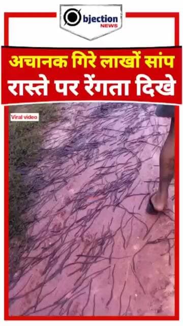 आसमान से हुई सांपों की बारिश? बीच रास्ते में फैली।#ViralVideo #SnakeRain#objectionnews #share