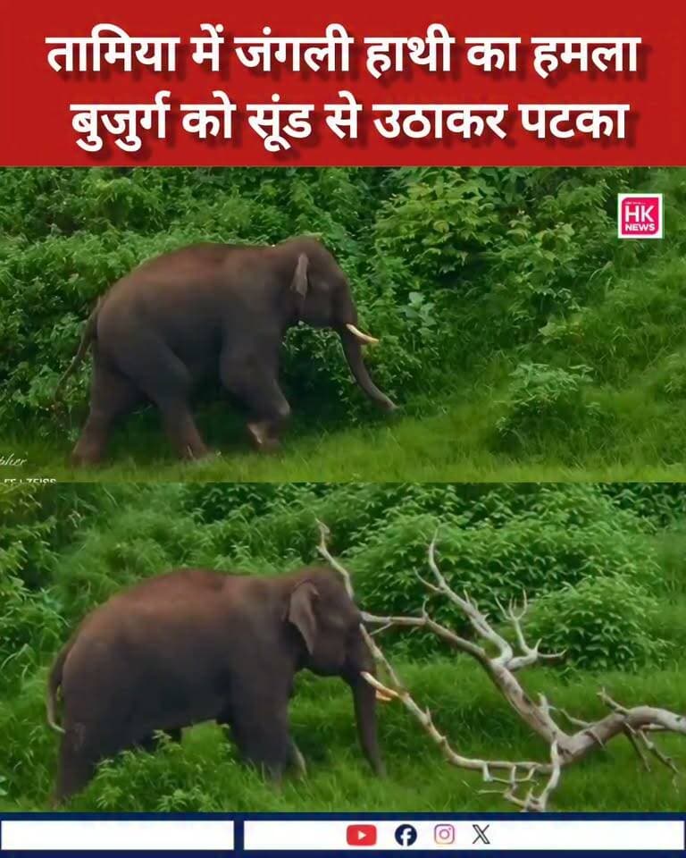 तामिया में जंगली हाथी का हमला!
छिंदवाड़ा के तामिया क्षेत्र के बीजाढाना गांव में जंगली हाथी ने एक बुजुर्ग पर हमला कर दिया। हाथी ने बुजुर्ग को सूंड से उठाकर पटक दिया, जिससे उनके पैर सहित शरीर के अन्य हिस्सों में गंभीर चोटें आई हैं।
घायल बुजुर्ग का अस्पताल में उपचार जारी है। घटना के बाद गांव में दहशत का माहौल है। वन विभाग ने ग्रामीणों से सतर्क रहने और हाथी से दूरी बनाए रखने की अपील की है।
🐘 जंगली हाथी के लगातार विचरण से ग्रामीणों में बढ़ी चिंता
#Chhindwara #Tamia #WildElephant #ElephantAttack #BreakingNews #HKNewsSeoni