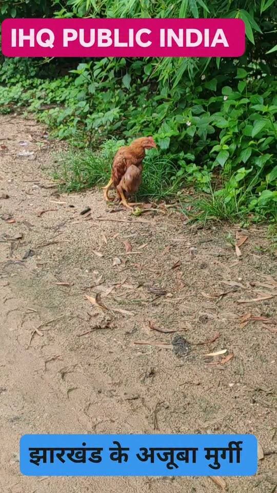 झारखंड के अजूबा मुर्गी शायद कहीं कहीं देखने को मिलता है.