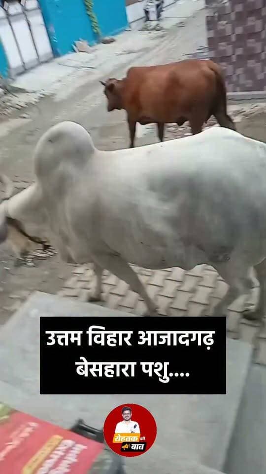 उत्तम विहार आजादगढ़, बेसहारा पशु