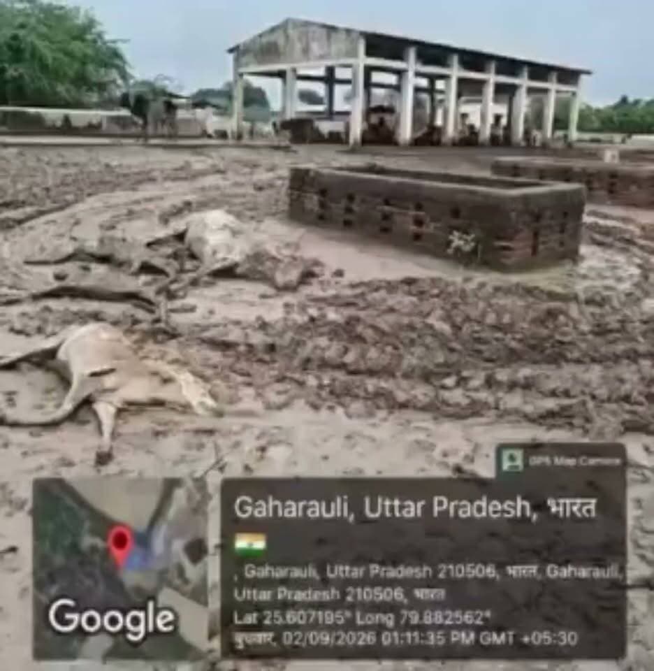 हमीरपुर: गहरौली गौशाला का खौफनाक नजारा, कीचड़ और बदहाली के बीच मवेशी; वीडियो वायरल होने से हड़कंप
हमीरपुर: उत्तर प्रदेश के हमीरपुर जिले से गौवंश संरक्षण और गौशालाओं की बदहाली को उजागर करने वाला मामला सामने आया है। जिले के गहरौली क्षेत्र स्थित सरकारी गौशाला का एक वीडियो सोशल मीडिया पर वायरल हो रहा है, जिसमें गौशाला परिसर की भयावह स्थिति स्पष्ट दिखाई दे रही है।
वायरल वीडियो में देखा जा सकता है कि पूरे गौशाला परिसर में चारों तरफ गहरा कीचड़ और दलदल फैला हुआ है। इस बदहाली के बीच मवेशी रहने और गंदे पानी व कीचड़ में बैठने को मजबूर हैं। बुनियादी सुविधाओं और रख-रखाव के अभाव के कारण बेजुवान पशुओं की हालत बेहद तरसनीय बनी हुई है।
गौशाला की इस दुर्दशा का वीडियो सामने आने के बाद प्रशासनिक दावों और स्थानीय स्तर पर जिम्मेदार अधिकारियों की कार्यप्रणाली पर सवाल खड़े हो रहे हैं। सोशल मीडिया पर लोगों द्वारा इस लापरवाही के खिलाफ कड़ा आक्रोश व्यक्त किया जा रहा है तथा संबंधित अधिकारियों से मामले का तुरंत संज्ञान लेकर व्यवस्था सुधारने की मांग की जा रही है।