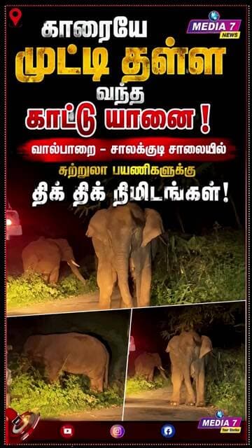 காரையே முட்டி தள்ள வந்த காட்டு யானை! 😱 | Valparai Elephant Viral