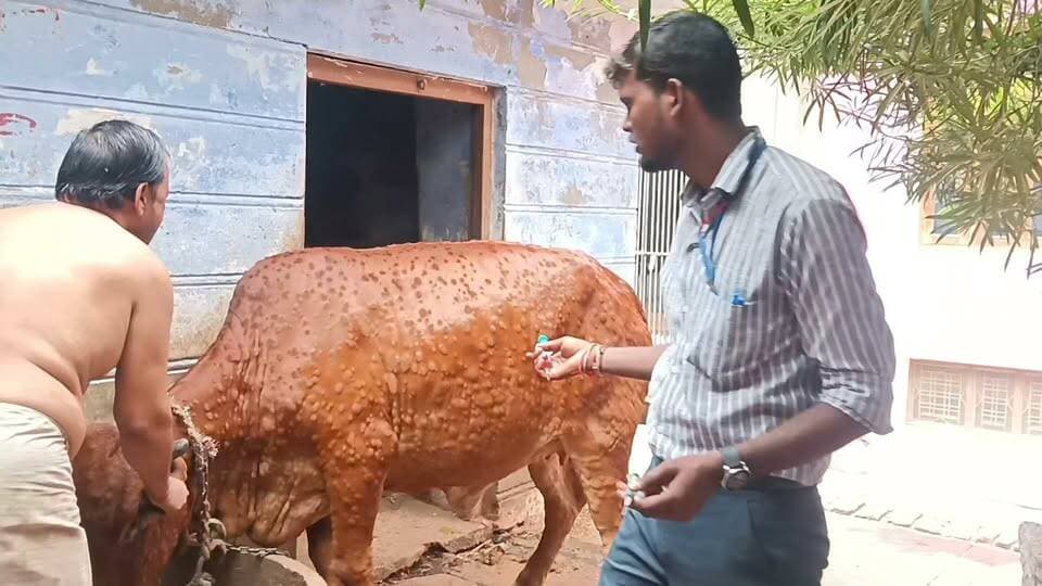 #लम्पी_वायरस_का_कहर__
#पशु_चिकित्सक_कर_रहे_है_उपचार__
#बृजनगर____₹