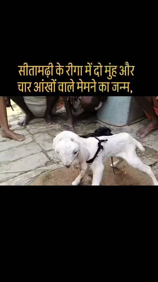 सीतामढ़ी के रीगा में दो मुंह और चार आंखों वाले मेमने का जन्म, देखने उमड़ी भारी भीड़...
#sitamarhi #goats #newsfeed #BiharNews #riga Viralistas.com