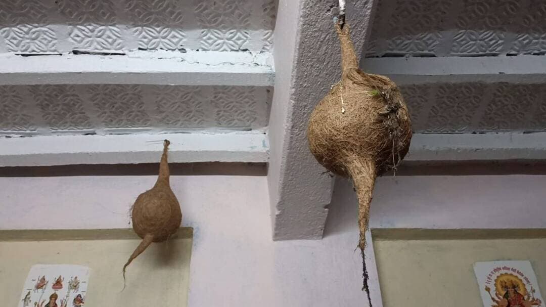 छत पर चिड़ियों के लिए बना दिया अनोखा आशियाना, चहचहाहट से गुलजार हो रहा मुठेर गांव
मुठेर।
पक्षियों के प्रति प्रेम और प्रकृति संरक्षण की भावना की अनूठी मिसाल मुठेर गांव में देखने को मिल रही है। गांव के एक व्यक्ति ने अपने घर की छत पर चिड़ियों के लिए ऐसा आशियाना तैयार किया है, जहां बड़ी संख्या में चिड़ियां नियमित रूप से आती-जाती हैं और अपना बसेरा बनाकर रह रही हैं। सुबह होते ही चिड़ियों की चहचहाहट से घर-आंगन गूंज उठता है।
चिड़ियों के लिए बनाए गए इस आशियाने को देखकर आसपास के लोग भी आकर्षित हो रहे हैं। घर के सदस्य भी पक्षियों की आवाजाही का विशेष ध्यान रखते हैं और उनके लिए अनुकूल माहौल बनाए रखने का प्रयास करते हैं। ग्रामीणों के अनुसार, आधुनिक समय में पेड़-पौधों की संख्या घटने और प्राकृतिक आवास कम होने से पक्षियों के सामने रहने और भोजन की समस्या बढ़ रही है। ऐसे में घर की छत पर पक्षियों के लिए सुरक्षित स्थान उपलब्ध कराना एक सकारात्मक पहल है।
चहचहाहट से सुबह होती है गांव की शुरुआत
इस अनोखे आशियाने में चिड़ियों का नियमित आना-जाना लोगों के लिए कौतूहल का विषय बना हुआ है। सुबह और शाम के समय यहां पक्षियों की चहचहाहट सुनाई देती है। ग्रामीणों का कहना है कि इस तरह के छोटे-छोटे प्रयासों से पक्षियों को संरक्षण देने के साथ पर्यावरण के प्रति लोगों में जागरूकता भी बढ़ेगी।
पक्षियों के संरक्षण का संदेश
पर्यावरण प्रेमियों का कहना है कि पक्षियों के संरक्षण के लिए बड़े स्तर पर प्रयास के साथ व्यक्तिगत स्तर पर भी पहल जरूरी है। घरों की छतों और आंगन में पक्षियों के लिए घोंसला, दाना और पानी की व्यवस्था की जाए तो उनके लिए सुरक्षित वातावरण तैयार किया जा सकता है। मुठेर में किया गया यह प्रयास ग्रामीणों के बीच पक्षी संरक्षण का संदेश दे रहा है।