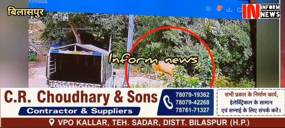 बिलासपुर मेन मार्किट नजदीक शिव मंदिर के पास पिछले कल एक अवारा बैल ने एक 79वर्ष की वृद्ध महिला पर हमला कर उसे घायल कर दिया, महिला ओयल गांव की रहने वाली है, महिला को एम्स कोठिपुरा में भर्ती करवाया गया है महिला की हालत नाजुक बनी हुई है #एम्स #हुई
#rampurbushahr #rampurbushahr #congress #Congress #congress #congress #congress #congressnews #congress #congress #congress #bjp #BJPGovt #BJPGovernment #bjpmembership #BJPGovt #nsui_india #NSUI #menssalon #kullu #हिमाचली #bilaspur #bilaspurdiaries