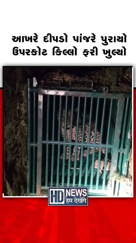 જૂનાગઢના ઉપરકોટ કિલ્લા પરિસરમાં દેખાયેલો દીપડો વન વિભાગે સફળતાપૂર્વક પકડ્યો છે. વન વિભાગની ટીમે દીપડાને પાંજરે પૂર્યા બાદ વિસ્તારને સુરક્ષિત જાહેર કર્યો છે. દીપડો પકડાઈ જતાં ઉપરકોટ કિલ્લો આજથી પ્રવાસીઓ માટે ફરી ખુલ્લો મુકાયો છે. દીપડાની હાજરીને કારણે પ્રવાસીઓની સુરક્ષાને ધ્યાનમાં રાખીને કિલ્લો બંધ કરવામાં આવ્યો હતો. વન વિભાગે વન્યજીવ સંરક્ષણ સાથે માનવ-વન્યજીવ સંઘર્ષ ઘટાડવા સતત સતર્ક રહેવાની ખાતરી આપી છે. કિલ્લો ખુલતાં પ્રવાસીઓ હવે ફરી ઉપરકોટની મુલાકાત લઈ શકશે.
#Junagadh #UparkotFort #LeopardRescue #ForestDepartment #GujaratTourism #HumDekhengeNews
