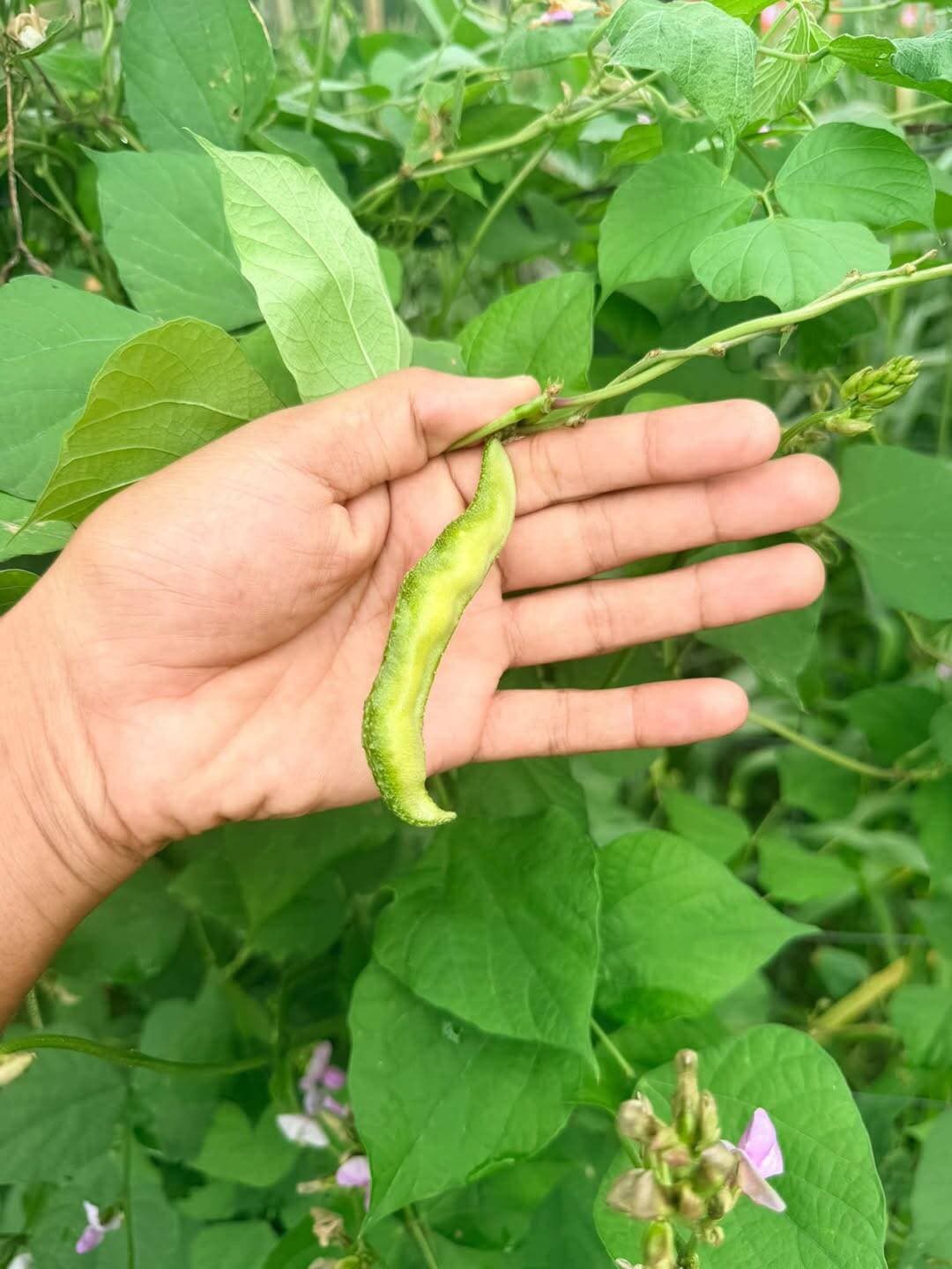 सेम की फली