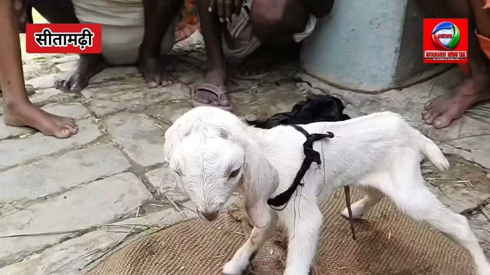 🐐 कुदरत का करिश्मा या दुर्लभ संयोग? 😲
सीतामढ़ी के रीगा में दो मुंह और चार आंखों वाले मेमने का जन्म, इलाके में बना कौतूहल का विषय। 🐐
मेमने को देखने के लिए आसपास के लोगों की भारी भीड़ उमड़ पड़ी। अनोखे रूप को देखकर हर कोई हैरान है और इसे लेकर तरह-तरह की चर्चाएं हो रही हैं।
हालांकि, ऐसे मामलों को विशेषज्ञ आमतौर पर जन्मजात शारीरिक विकृति से जोड़कर देखते हैं। इससे पहले भी बिहार समेत देश के अलग-अलग हिस्सों में दो मुंह और चार आंखों वाले पशुओं के जन्म के मामले सामने आ चुके हैं।
📍 रीगा, सीतामढ़ी
#Sitamarhi #Riga #Goat #RareBirth #BiharNews #SitamarhiNews #NewsFeed #ViralNews